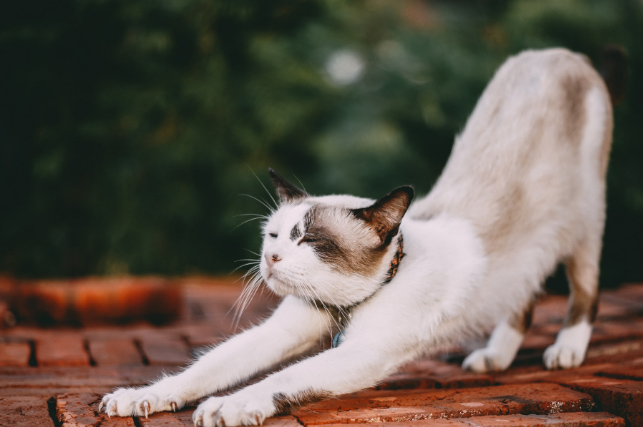 Isn’t it Time for a Stretch?